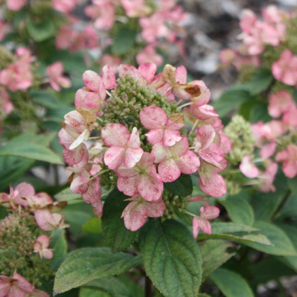 Nahaufnahme einer Rispenhortensie mit rosa Blüten