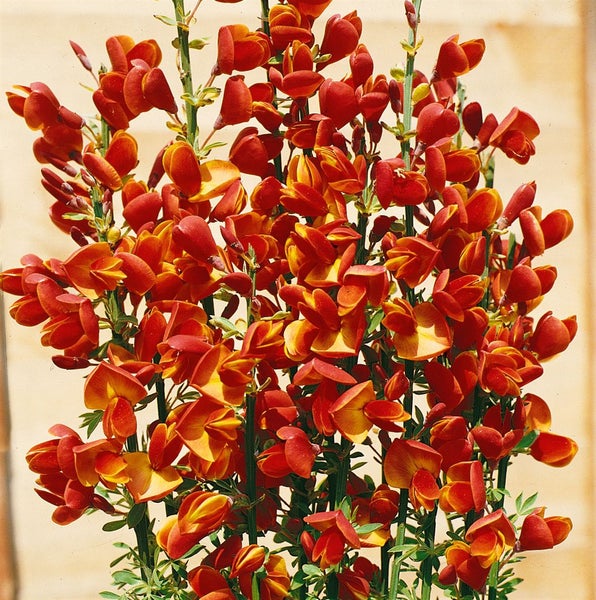 Cytisus beanii, Ginster, gelb, 30–40 cm