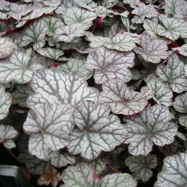 Nahaufnahme von Heuchera Blättern