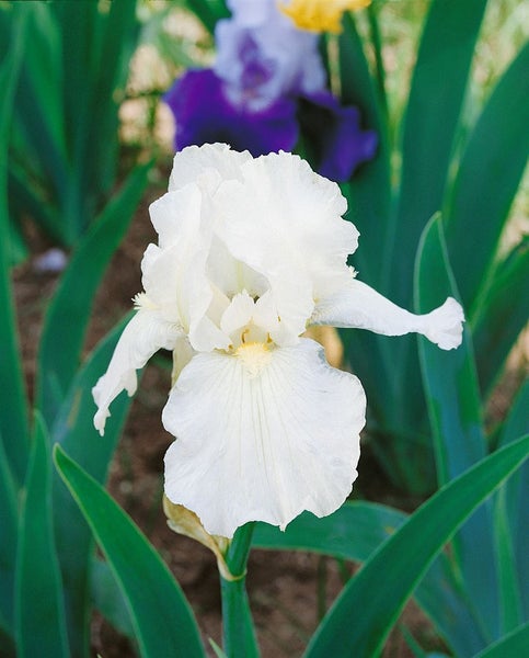Iris x barb.-elat. 'Immortality', Schwertlilie, weiß, ca. 11x11 cm Topf