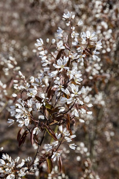 Amelanchier 'Rainbow Pillar', Felsenbirne, 60–100 cm, mehrfarbig