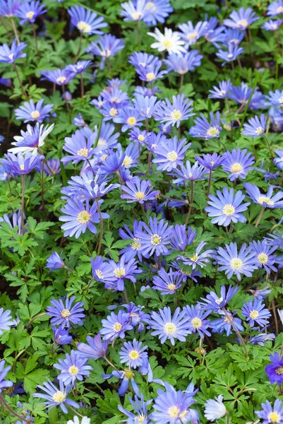 Anemone blanda 'Blue Shades', Balkan-Windröschen, blau, ca. 9x9 cm Topf