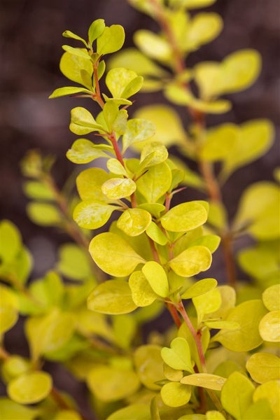 Berberis thunbergii 'Sunsation', Gelbbunte Heckenberberitze, 20–25 cm