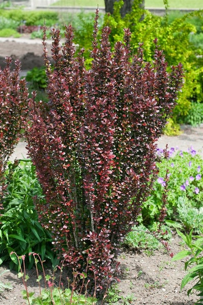 Berberis thunbergii 'Red Pillar', Säulen-Berberitze, rotlaubig, 25–30 cm