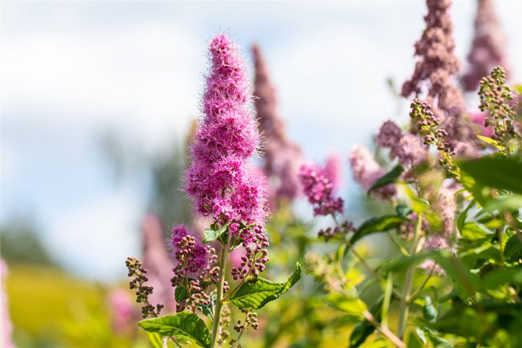 Spiraea billardii 'Triumphans', Prachtspiere, rosa Blüten, 60–100 cm