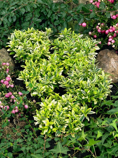 Euonymus japonicus 'Microphyl.Aureovar.', gelbgrün, ca. 9x9 cm Topf