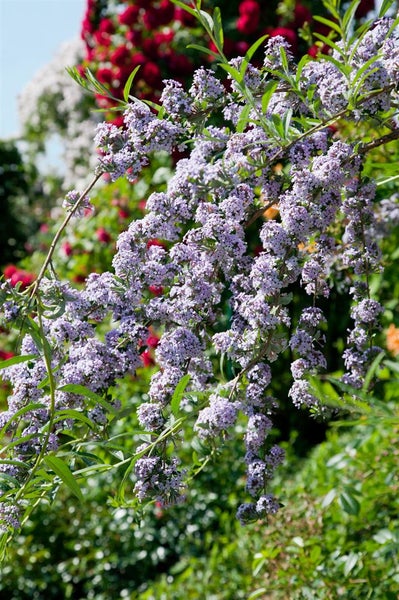 Buddleja alternifolia, Hänge-Sommerflieder, 80–100 cm, duftend
