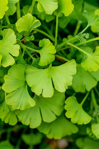 Ginkgo biloba 'Tit', Fächerblattbaum, 150–175 cm