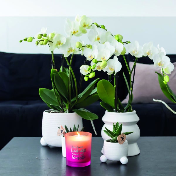 Kolibri Orchids COMBI DEAL von 2 weißen Phalaenopsis Orchideen Amabilis Topfgröße 9cm blühende Zimmerpflanze frisch vom Züchter