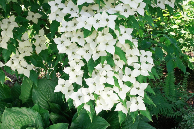 Cornus kousa chinensis, Chinesischer Blumen-Hartriegel, 60–80 cm
