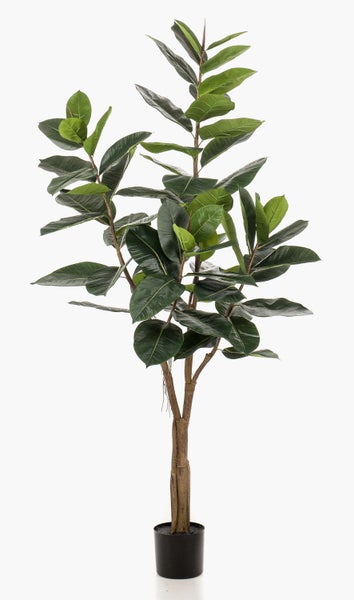 Nahaufnahme der Blätter und Wurzeln einer Orchidee in einer Basis aus Moos.