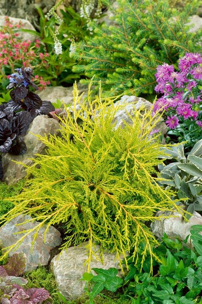 Juniperus media 'Old Gold', Wacholder, goldgelb, 15–20 cm
