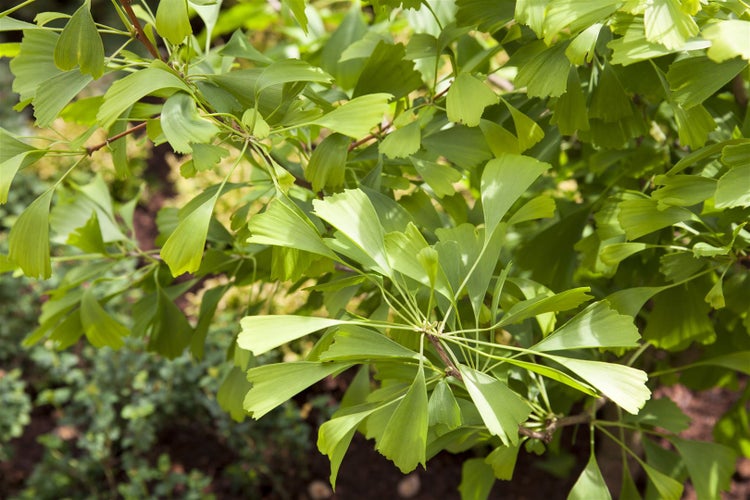 Ginkgo biloba 'Saratoga', Fächerblattbaum, 80–100 cm