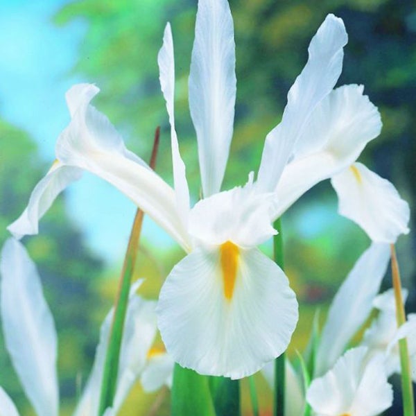 Nahaufnahme einer weißen Schwertlilienblüte