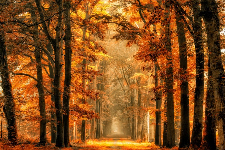 Herbstlicher Waldweg mit Bäumen und Laub