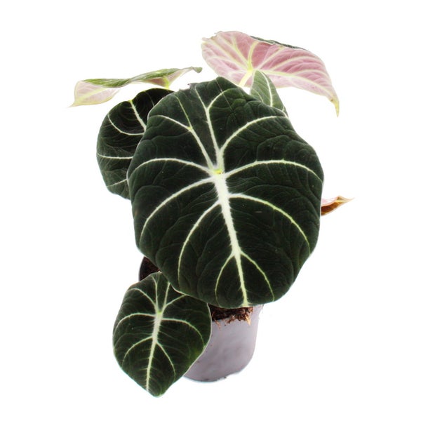Alocasia reginula Black Velvet - Tropenwurz - Alokasie - Pfeilblatt - 11cm Topf