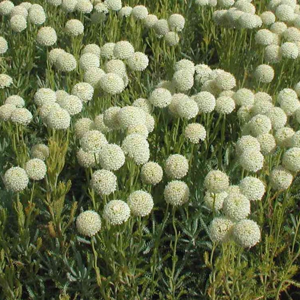 Nahaufnahme von Trommelstöcken im Freien