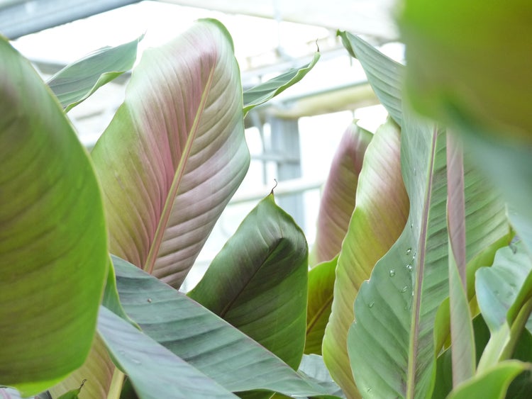 Bananenstaude Banane Musa Sikkimensis Red Tiger Banane 110 - 130 cm  winterhart Staude