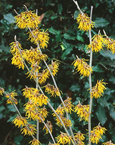 Hamamelis intermedia 'Arnold Promise', Zaubernuss, gelb, 40–60 cm