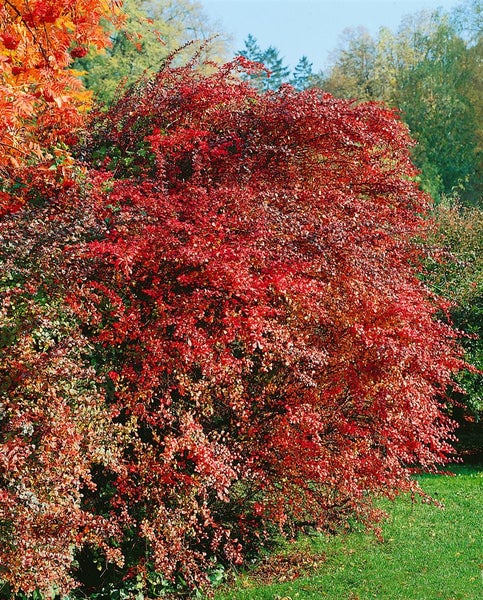 Berberis thunbergii 'Atropurpurea', Blutberberitze, purpurrot, 40–60 cm