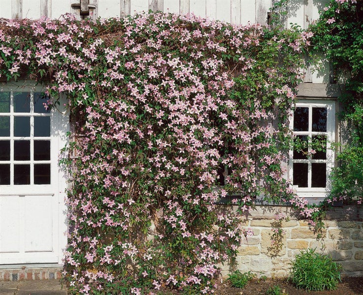 Clematis montana 'Elizabeth', Berg-Waldrebe, rosa, 60–100 cm