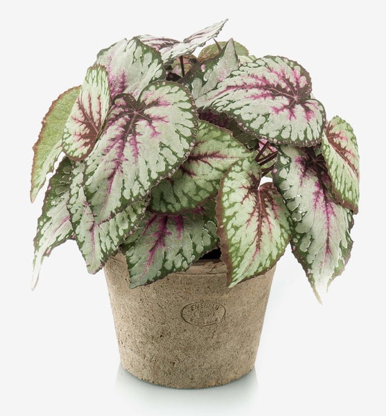 Künstliche lachsfarbene Anthurie Blüte mit herzförmigem Hochblatt und strukturiertem Kolben.