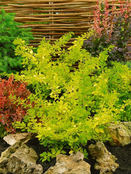 Berberis thunbergii, Heckenberberitze, 40–60 cm