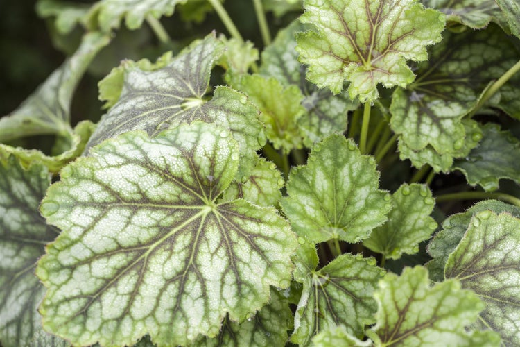 Heuchera americana 'Marvelous Marble', Purpurglöckchen, silber, 2L Container