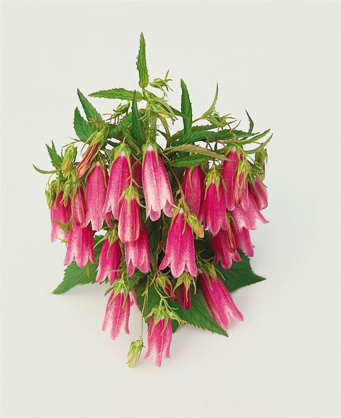 Campanula punctata 'Elizabeth', Glockenblume, rosa, ca. 11x11 cm Topf