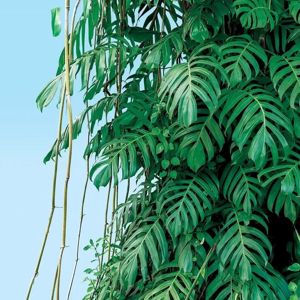 Monstera Zimmerpflanze mit großen, tief geschlitzten Blättern und langen, herabhängenden Trieben.