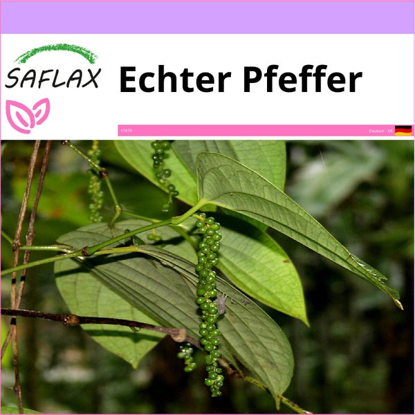 SAFLAX  - Echter Pfeffer - Piper nigrum - 20 Samen