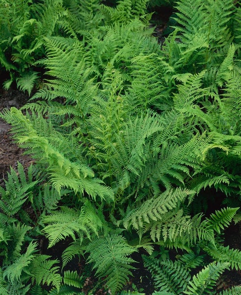 Athyrium filix-femina, Frauenfarn, ca. 9x9 cm Topf