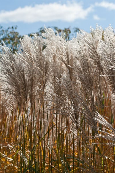 Miscanthus sinensis 'Malepartus', Chinaschilf, ca. 9x9 cm Topf