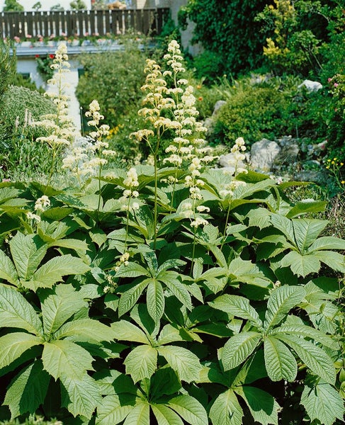 Szene mit Rodgersia-Pflanzen im Gartenbeet