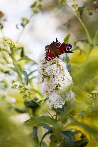 Buddleja 'Peace', Schmetterlingsflieder, weiß, 40–60 cm