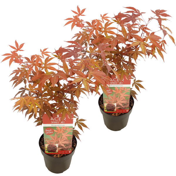 Japanischer Ahornbaum mit roten Blättern, im Doppelpack und winterfest.