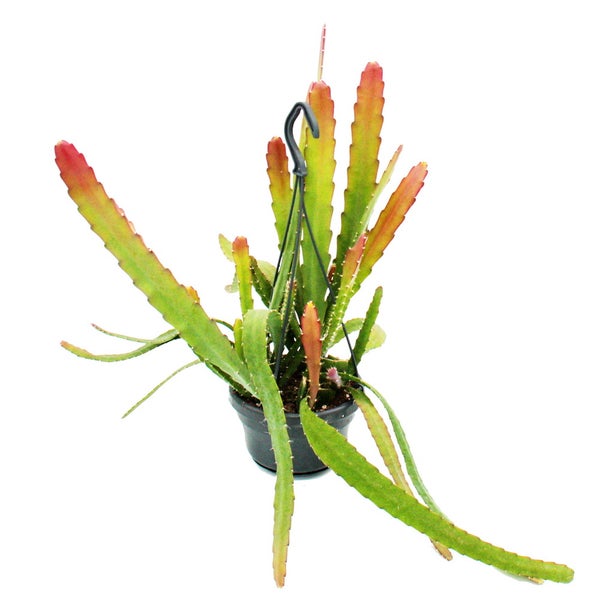 Lepismium cruciforme in einem schwarzen Ampeltopf mit langen, flachen und rötlich-grünen Trieben.