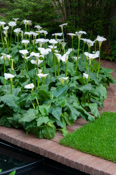 Weißer Aronstab | Zantedeschia 'Aethiopica' 6x - Teichpflanze im Gartentopf ⌀9 cm - ↕15 cm