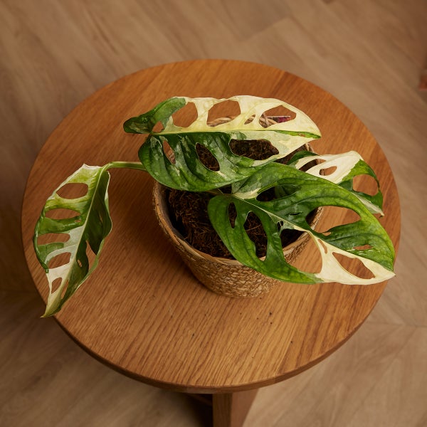 Bloomique - Monstera adansonii Variegata - Monkey Leaf - Fensterblatt - Luftreinigende Zimmerpflanzen - Monstera Pflanze - Hängepflanze echt - Kletterpflanzen Zimmer - Höhe 20-25 cm - Topf 12 cm