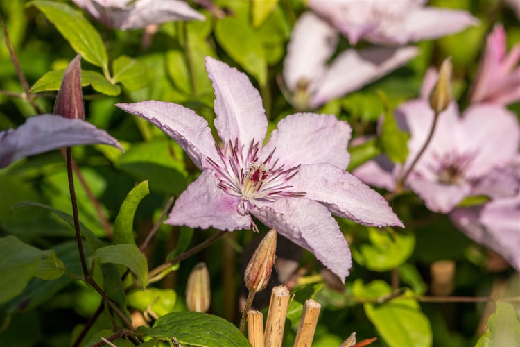 Clematis Hybride 'Hagley Hybrid', Waldrebe, rosa Blüten, 100–150 cm