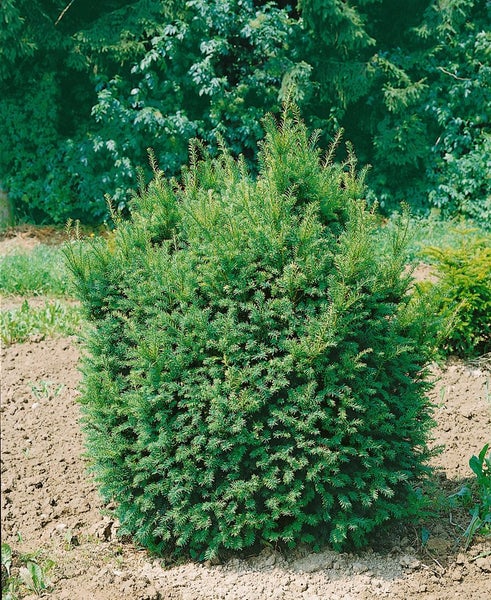 Taxus baccata 'Hessei', Eibe, 80–100 cm, immergrün