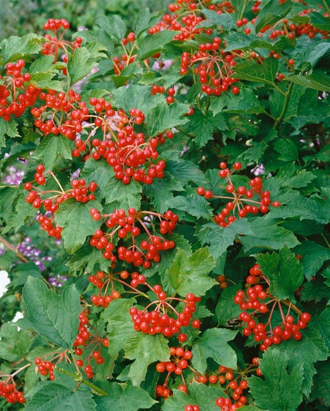 Viburnum opulus, Gewöhnlicher Schneeball, 40–60 cm, weiße Blüten