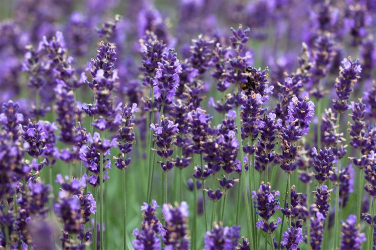 Lavandula angustifolia 'Hidcote Blue', Lavendel, blau, ca. 9x9 cm Topf