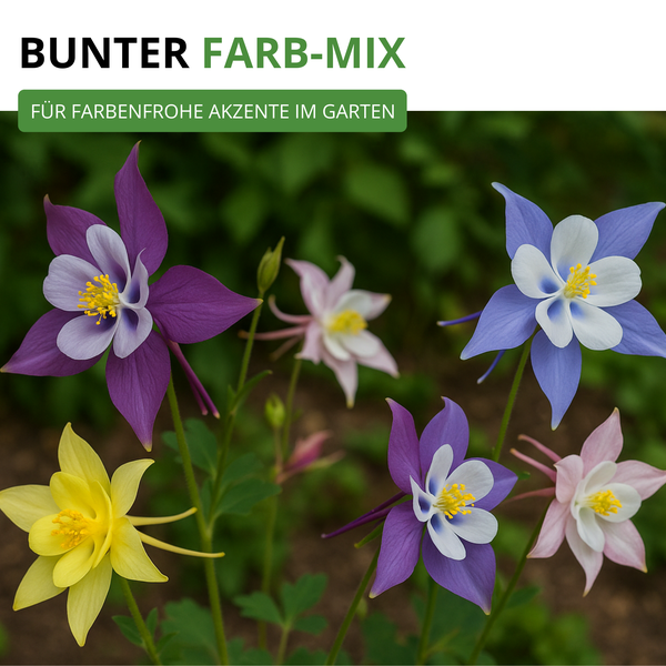 Bunter Mix aus Akelei-Blumen für farbenfrohe Akzente im Garten