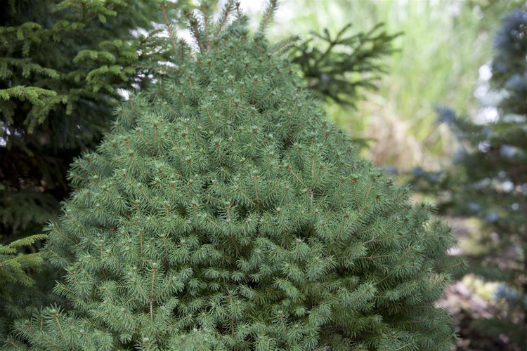 Kugelkiefer im Garten