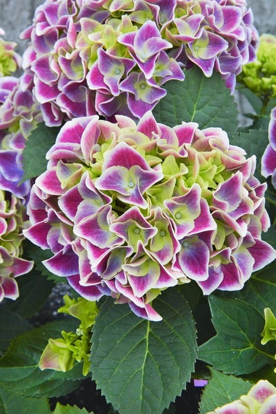 Nahaufnahme einer Hortensienblüte mit lila und grünen Blütenblättern.