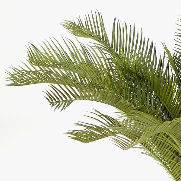 Nahaufnahme der dichten, länglichen grünen Blätter und braunen Stämme einer dekorativen Zimmerpflanze.