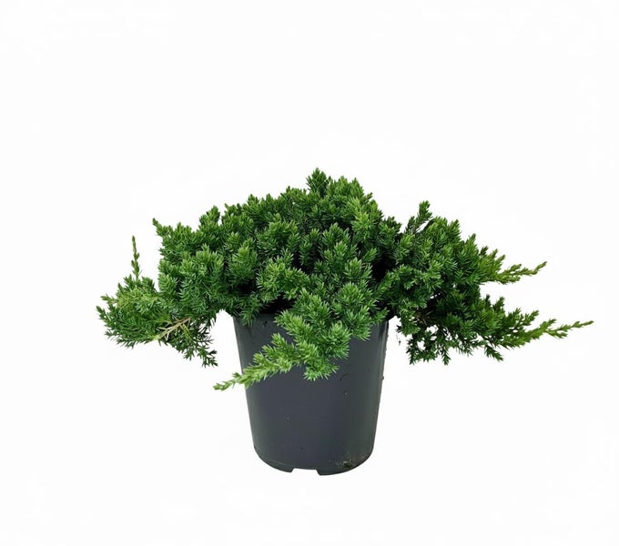 Ein kriechender Wacholder in einem Kunststofftopf für den Garten