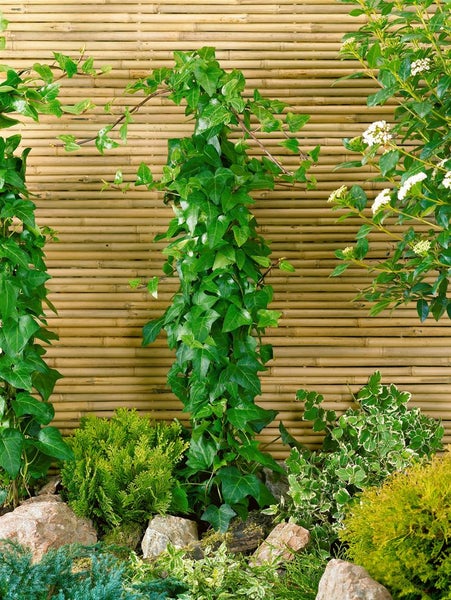 Efeu vor Bambushintergrund im Garten