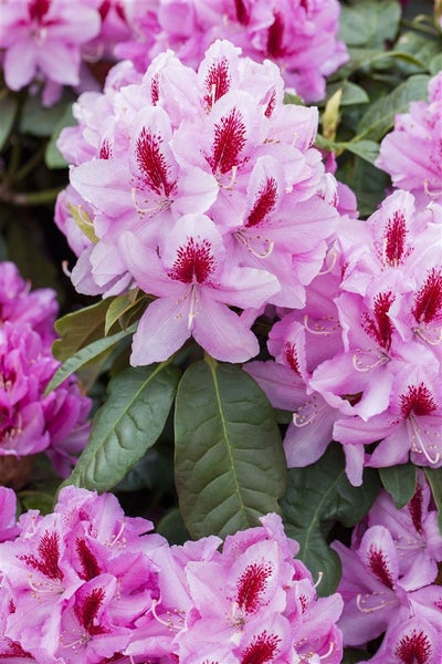 Rhododendron Hybr. 'Diadem', Rhododendron, rosa Blüten, 30–40 cm